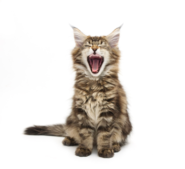 MY CAT by moka - Ourboox.com