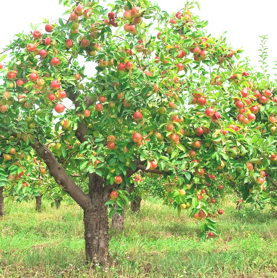 שני סוגי עצים by gad kosta - Illustrated by גד קוסטה - Ourboox.com