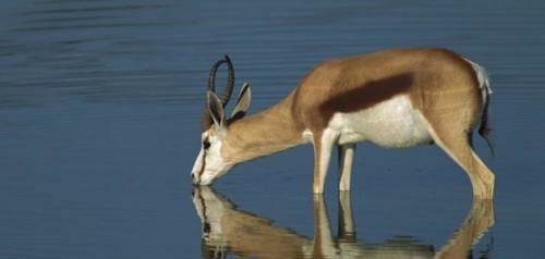 اهمية المياه للكائنات الحية by rayan aby yaseen - Ourboox.com
