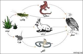 مهمة علوم by Elissa abo jwela - Ourboox.com