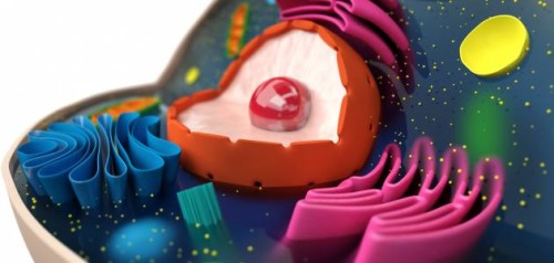 الخليه الحيوانيه و الخليه النباتيه by aram omar - Ourboox.com