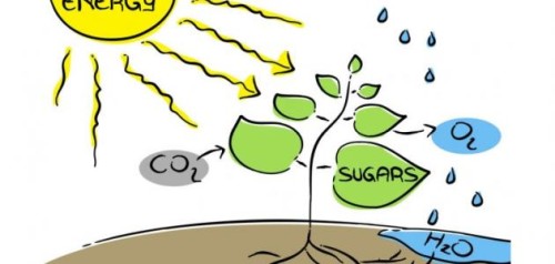 تركيب الضوئي by Dana - Ourboox.com