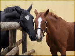 black beauty by raghad kilany - Illustrated by anna sewell - Ourboox.com