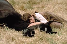 black beauty by raghad kilany - Illustrated by anna sewell - Ourboox.com