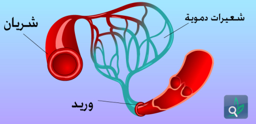 جهاز النقل by rshrash ghanem - Ourboox.com