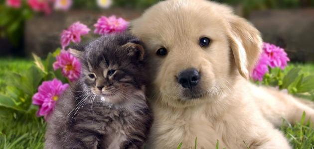 الحيونات الاليفه by malak - Illustrated by ملاك وميار - Ourboox.com