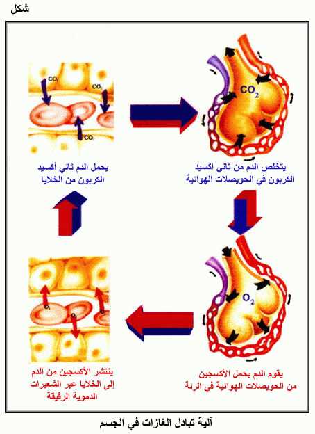 التنفس by hideya ben ammou - Ourboox.com