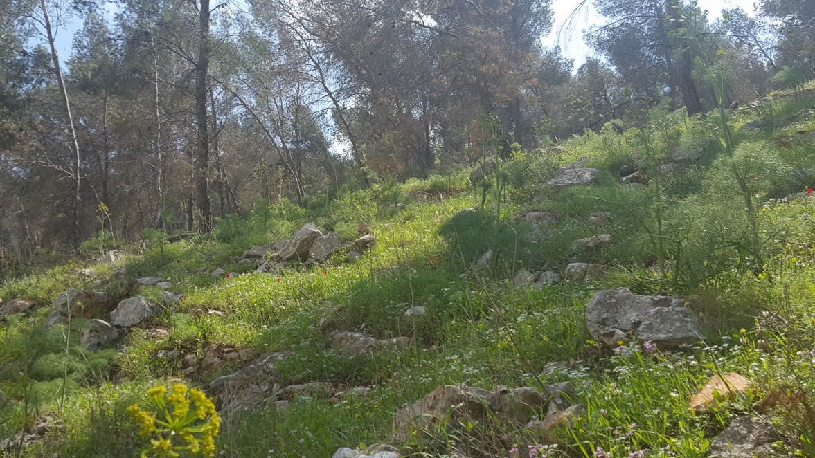 حتلنات עדכונים by sana - Ourboox.com