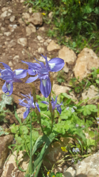 حتلنات עדכונים by sana - Ourboox.com