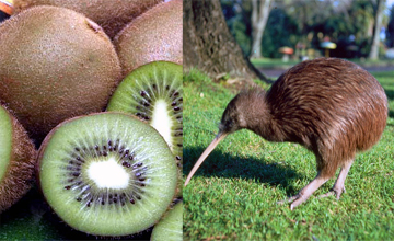 الحيوانات المهددة بالانقراض by malak - Illustrated by malak - Ourboox.com