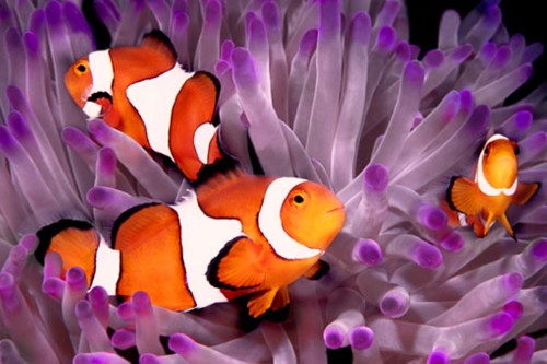 الاسماك البحرية by mariam hashlamon - Illustrated by مدرسة خليل السكاكيني - Ourboox.com