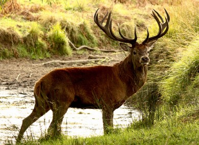 L’ Irlanda e le sue sfumature di verde by ciccine - Illustrated by ALICE E ANGELA - Ourboox.com