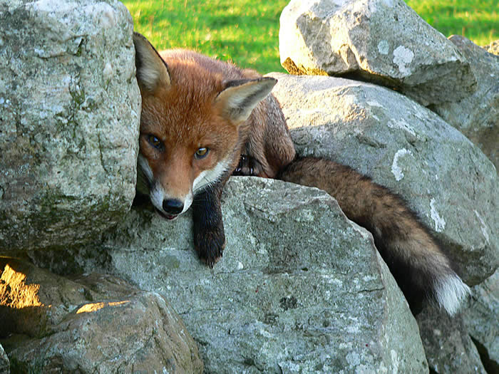 L’ Irlanda e le sue sfumature di verde by ciccine - Illustrated by ALICE E ANGELA - Ourboox.com