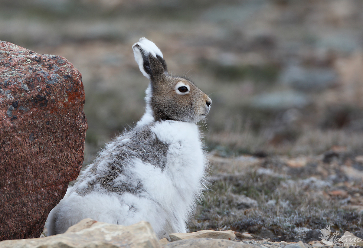 Animal in danger by Karolina Kriščiūnaitė - Ourboox.com