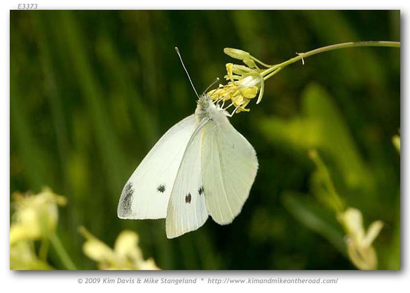 Butterfly by ENE VALI - Ourboox.com