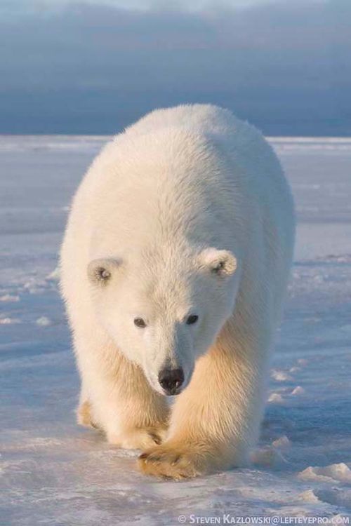 Polar bears by Sigita Povilaityte - Illustrated by  Sigita Povilaitytė - Ourboox.com