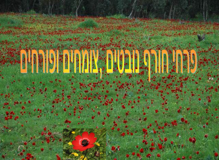 חורף by naura - Illustrated by גיהאן זועבי - Ourboox.com