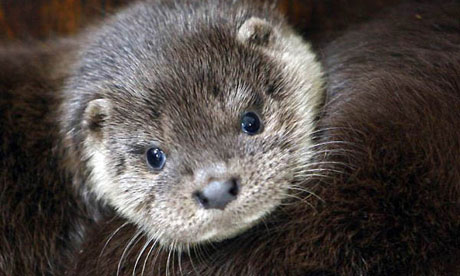 L’ Irlanda e le sue sfumature di verde by ciccine - Illustrated by ALICE E ANGELA - Ourboox.com