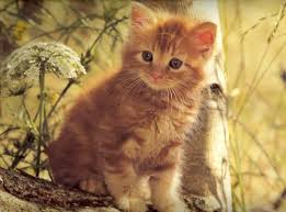 Cats by Noga - Ourboox.com