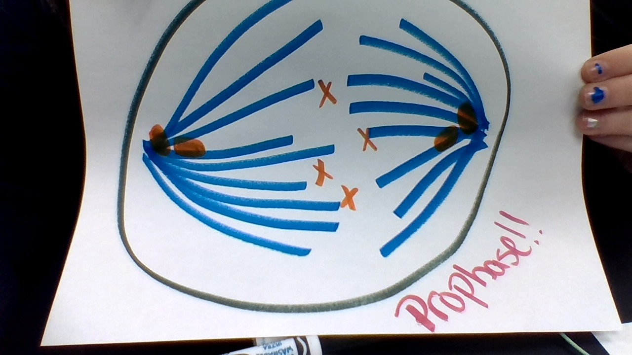 “Mitosis ? What’s That ?” by Riley GIpson - Illustrated by Riley Gipson  - Ourboox.com