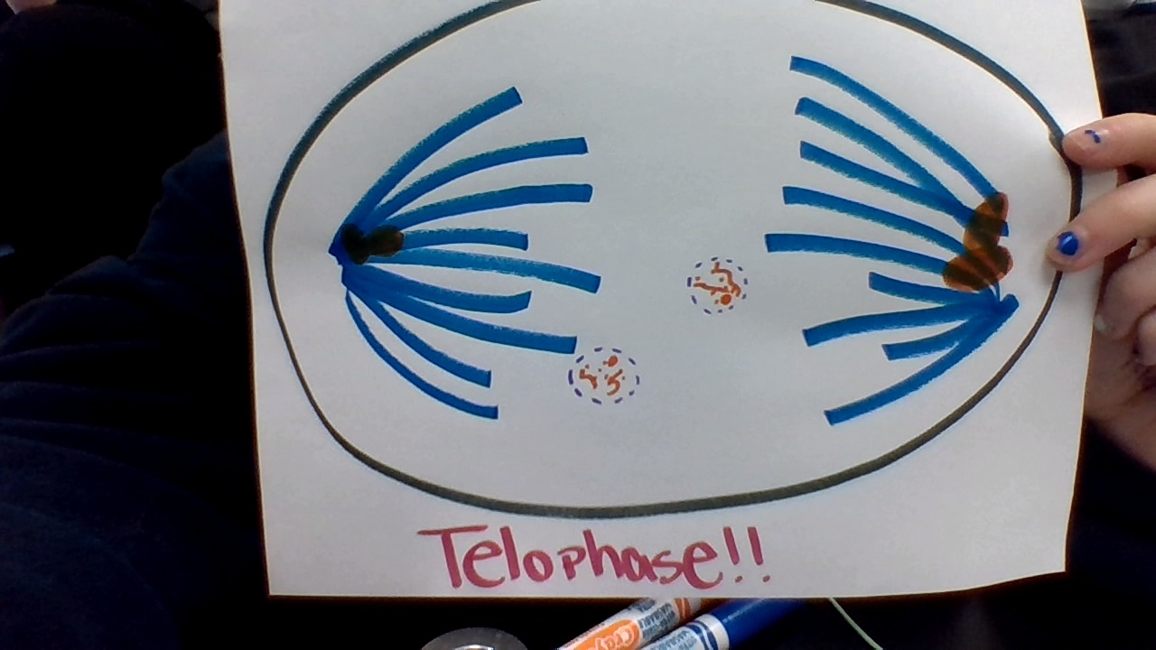 “Mitosis ? What’s That ?” by Riley GIpson - Illustrated by Riley Gipson  - Ourboox.com
