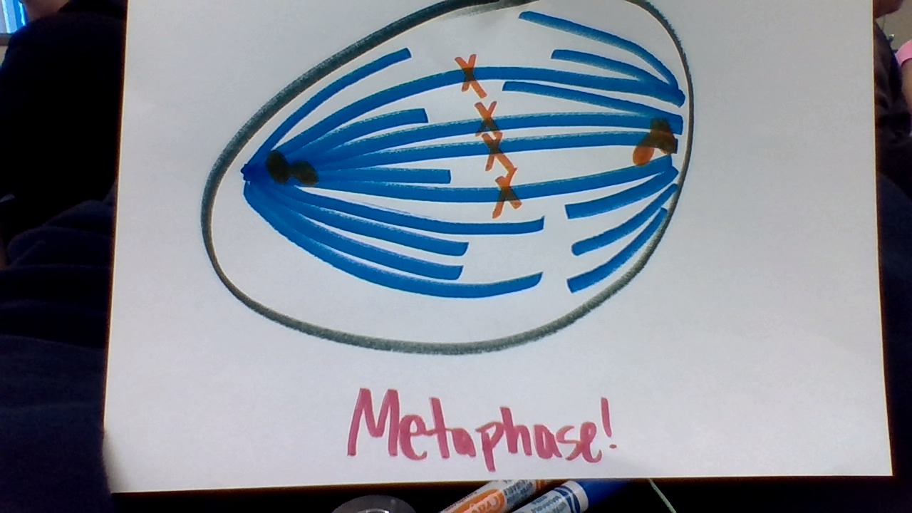 “Mitosis ? What’s That ?” by Riley GIpson - Illustrated by Riley Gipson  - Ourboox.com