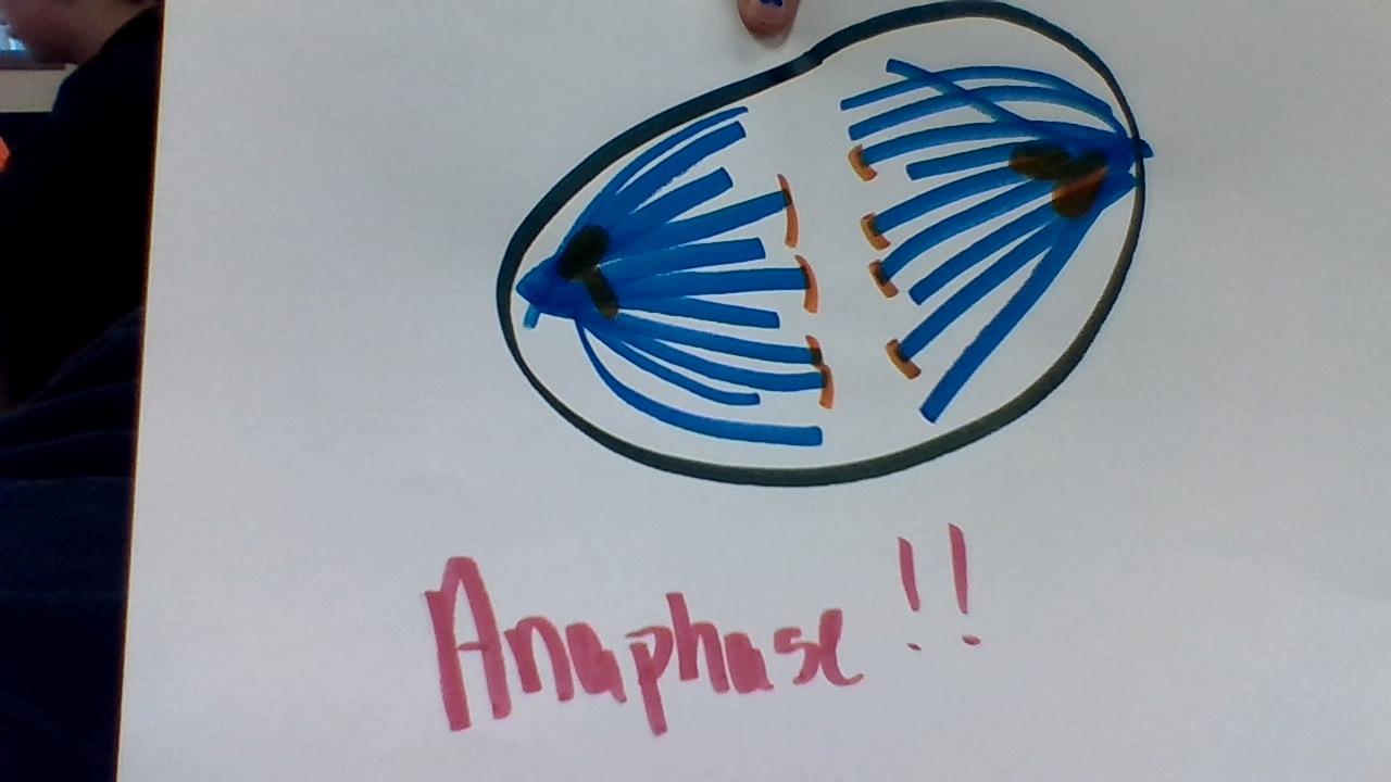 “Mitosis ? What’s That ?” by Riley GIpson - Illustrated by Riley Gipson  - Ourboox.com