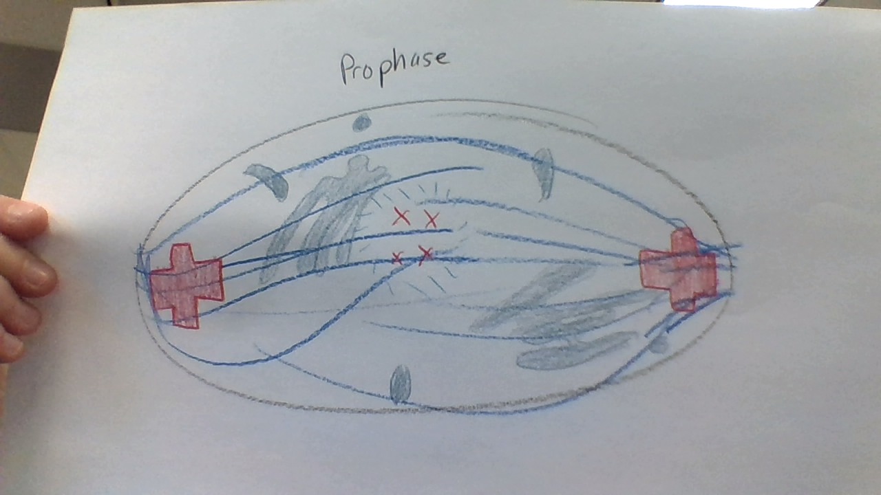 The Stages of Mitosis by shelby alcorn - Illustrated by Shelby Alcorn - Ourboox.com