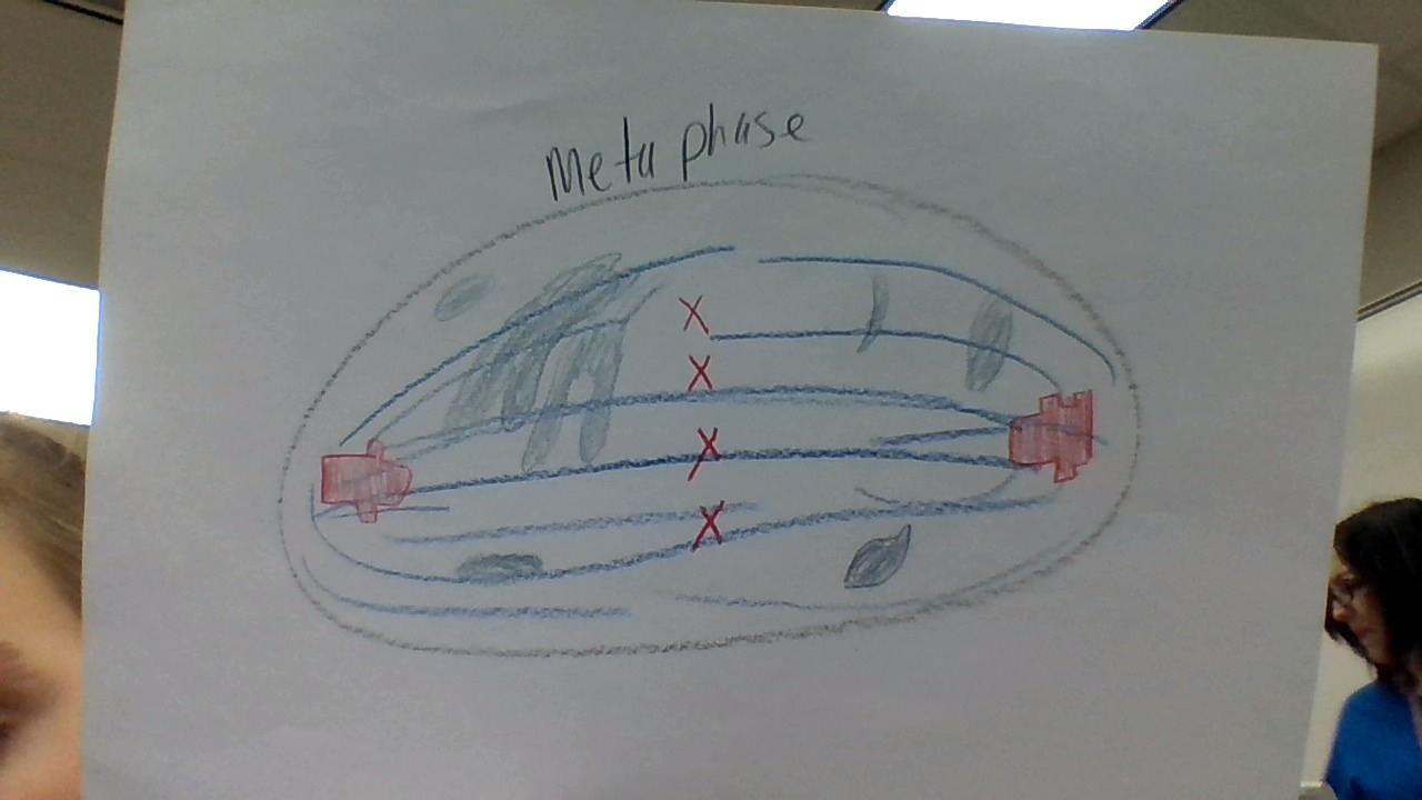 The Stages of Mitosis by shelby alcorn - Illustrated by Shelby Alcorn - Ourboox.com