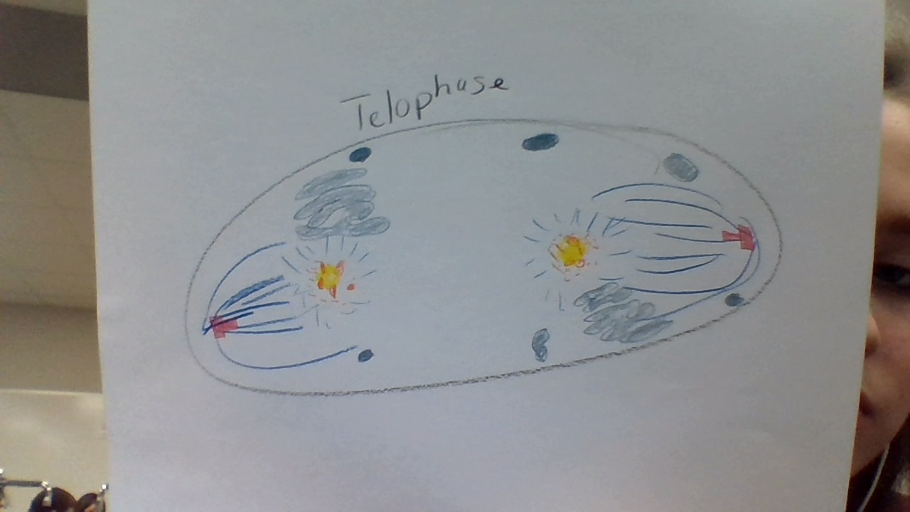 The Stages of Mitosis by shelby alcorn - Illustrated by Shelby Alcorn - Ourboox.com