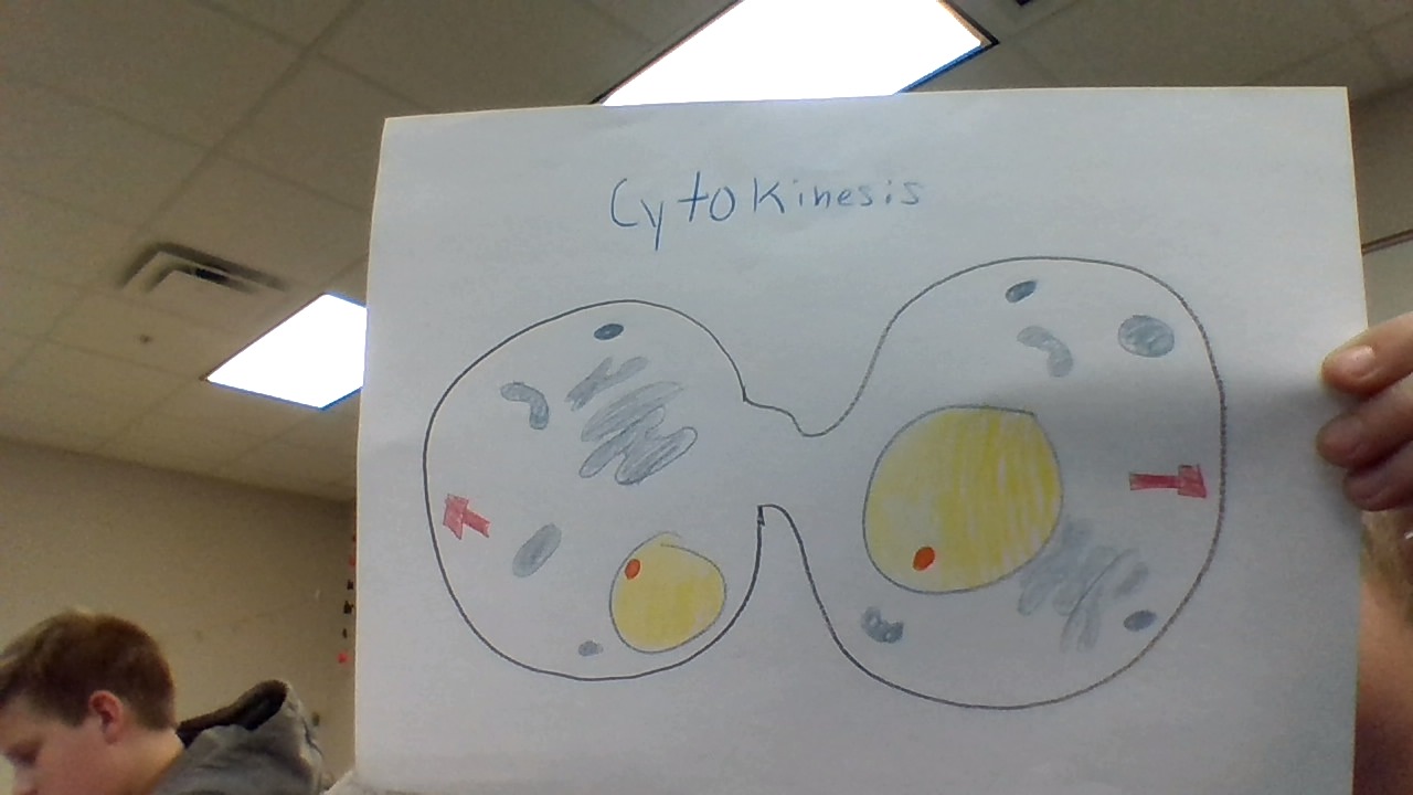 The Stages of Mitosis by shelby alcorn - Illustrated by Shelby Alcorn - Ourboox.com