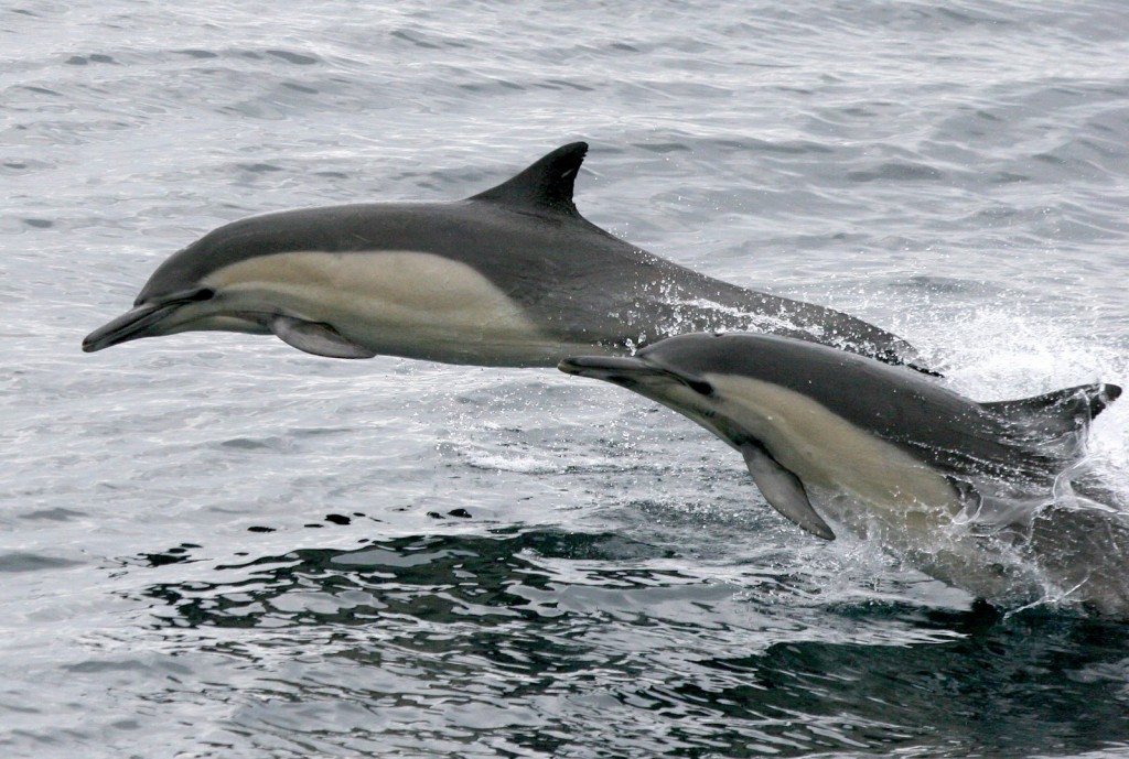 L’ Irlanda e le sue sfumature di verde by ciccine - Illustrated by ALICE E ANGELA - Ourboox.com