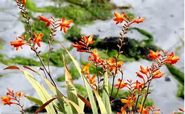 L’ Irlanda e le sue sfumature di verde by ciccine - Illustrated by ALICE E ANGELA - Ourboox.com