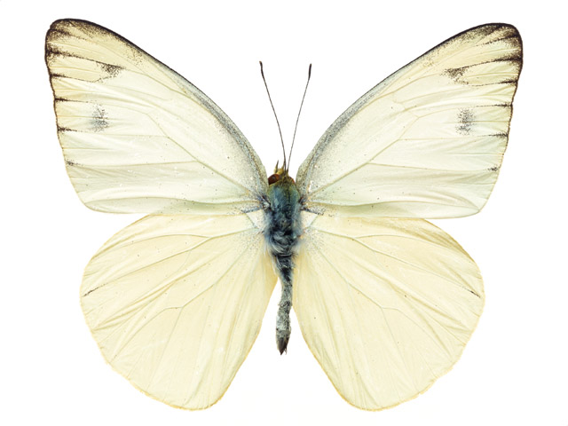 Butterfly by ENE VALI - Ourboox.com