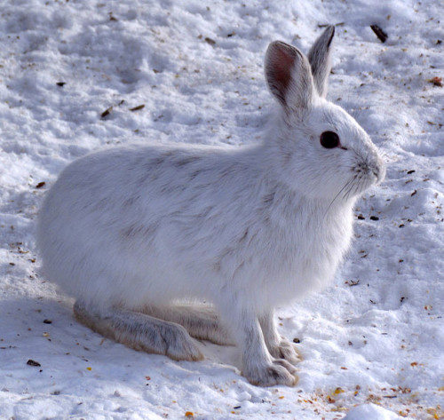 White rabbits live in Europe.