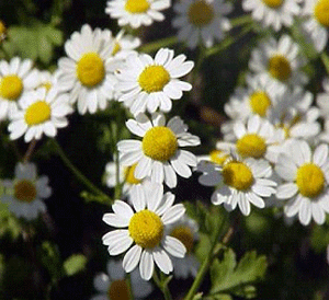 الأقحوان : هو نبات ربيعي يرتفع إلى حوالي 20 سم، وله أزهار بيضاء دائرية صافية البياض وحسنة الترتيب، في وسطها اصفرار، وتشبه البابونج.