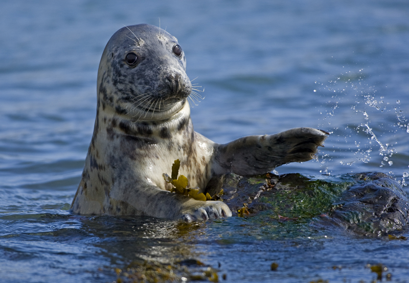 L’ Irlanda e le sue sfumature di verde by ciccine - Illustrated by ALICE E ANGELA - Ourboox.com