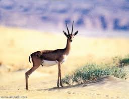 الحيوانات البريه by TALA GOSHE - Illustrated by مدرسه خليل السكاكيني الاعداديه للبنات - Ourboox.com