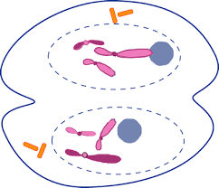 The Cell Cycle by Xavier Matier - Ourboox.com