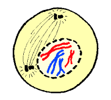 The Cell Cycle by Xavier Matier - Ourboox.com