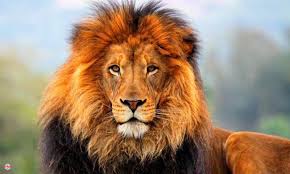 אותיות עבריות by nsren-besen - Ourboox.com