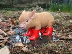 THE FIFTEEN CRAZY PIGS AND THE WOLF by JEAN-GILLES Mathis- BIAMBA Lucas - Ourboox.com