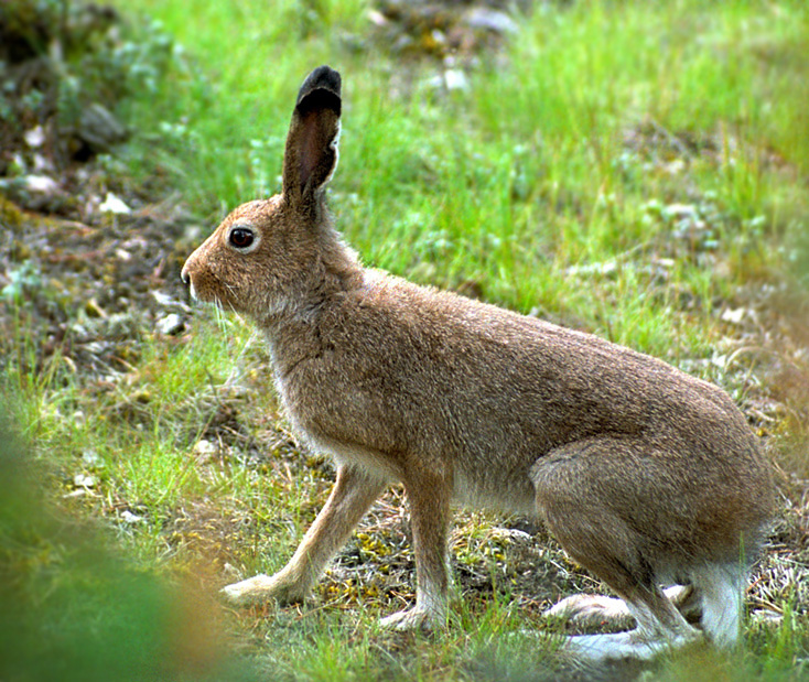Animal in danger by Karolina Kriščiūnaitė - Ourboox.com