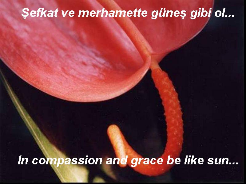 mevlana by seda aksu - Ourboox.com