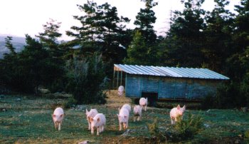 THE FIFTEEN CRAZY PIGS AND THE WOLF by JEAN-GILLES Mathis- BIAMBA Lucas - Ourboox.com