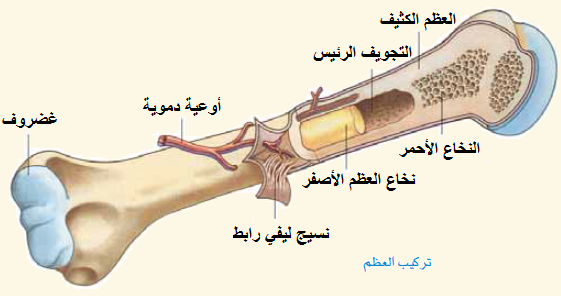 النخاع الشوكي ونخاع العظام by maram khalilia - Ourboox.com