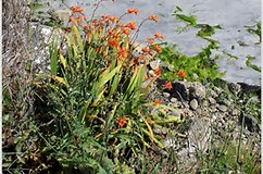 L’ Irlanda e le sue sfumature di verde by ciccine - Illustrated by ALICE E ANGELA - Ourboox.com