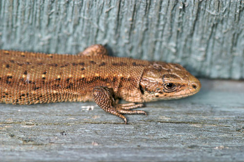 L’ Irlanda e le sue sfumature di verde by ciccine - Illustrated by ALICE E ANGELA - Ourboox.com