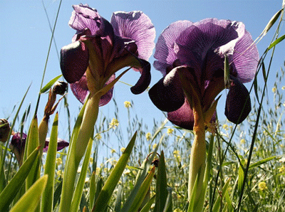 النباتات البريه by shahd jamal - Illustrated by خليل السكاكيني - Ourboox.com