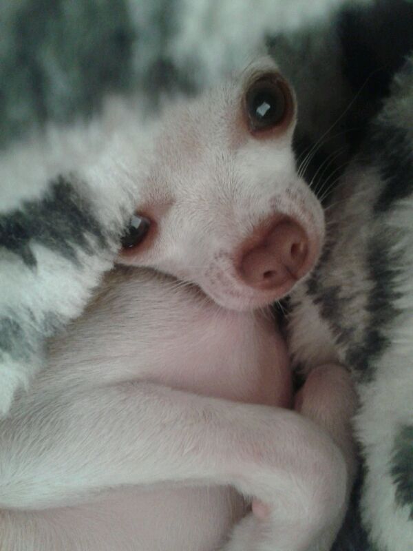 טיטי חיית המחמד שלי